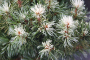 - Pinus parviflora 'Tanima no yuki' Variegated Japanese White Pine - Mr Maple │ Buy Japanese Maple Trees