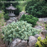 - Pinus parviflora 'Tanima no yuki' Variegated Japanese White Pine - Mr Maple │ Buy Japanese Maple Trees