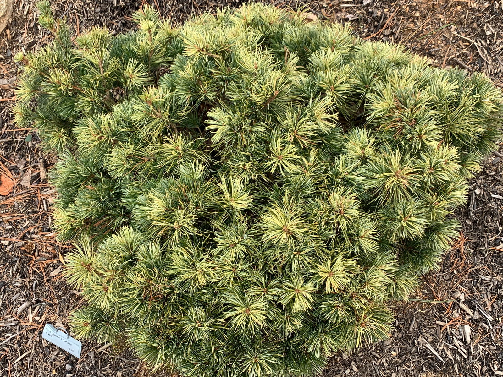 Buy Pinus parviflora 'Tanima no yuki' Variegated Japanese White Pine ...