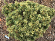 - Pinus parviflora 'Tanima no yuki' Variegated Japanese White Pine - Mr Maple │ Buy Japanese Maple Trees