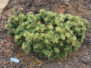 - Pinus parviflora 'Tanima no yuki' Variegated Japanese White Pine - Mr Maple │ Buy Japanese Maple Trees