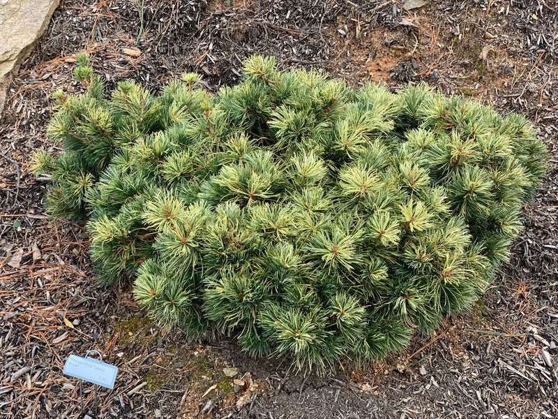 - Pinus parviflora 'Tanima no yuki' Variegated Japanese White Pine - Mr Maple │ Buy Japanese Maple Trees