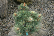 - Pinus parviflora 'Tanima no yuki' Variegated Japanese White Pine - Mr Maple │ Buy Japanese Maple Trees