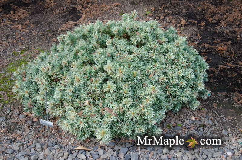 - Pinus parviflora 'Tanima no yuki' Variegated Japanese White Pine - Mr Maple │ Buy Japanese Maple Trees