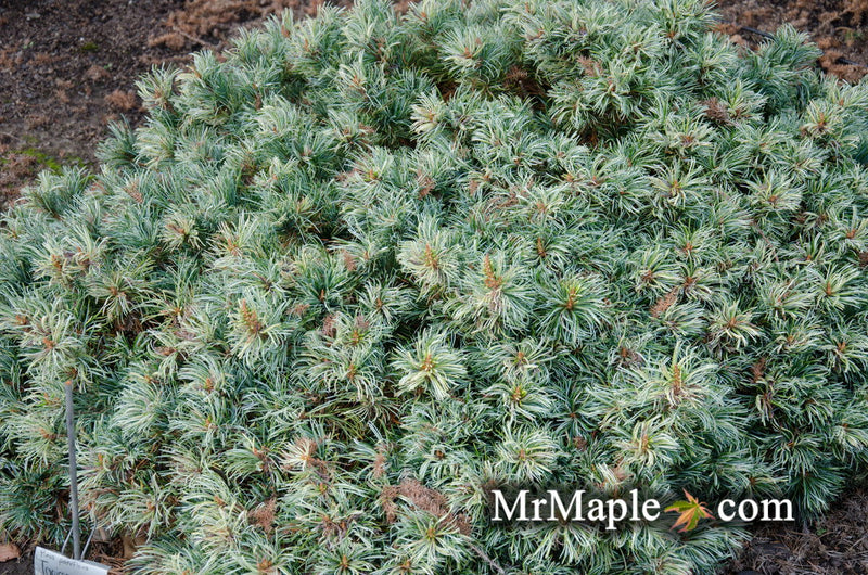 - Pinus parviflora 'Tanima no yuki' Variegated Japanese White Pine - Mr Maple │ Buy Japanese Maple Trees