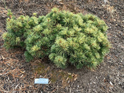 - Pinus parviflora 'Tanima no yuki' Variegated Japanese White Pine - Mr Maple │ Buy Japanese Maple Trees