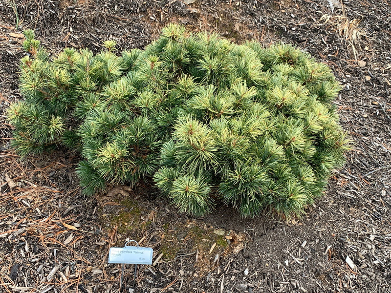 - Pinus parviflora 'Tanima no yuki' Variegated Japanese White Pine - Mr Maple │ Buy Japanese Maple Trees