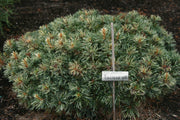 - Pinus parviflora 'Tanima no yuki' Variegated Japanese White Pine - Mr Maple │ Buy Japanese Maple Trees