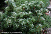 - Pinus parviflora 'Tanima no yuki' Variegated Japanese White Pine - Mr Maple │ Buy Japanese Maple Trees