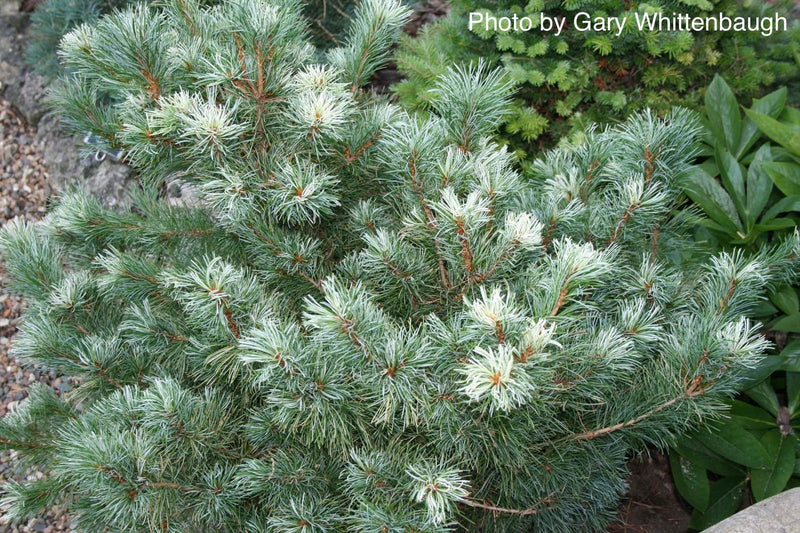 - Pinus parviflora 'Tanima no yuki' Variegated Japanese White Pine - Mr Maple │ Buy Japanese Maple Trees