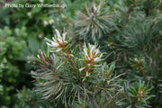 - Pinus parviflora 'Tanima no yuki' Variegated Japanese White Pine - Mr Maple │ Buy Japanese Maple Trees