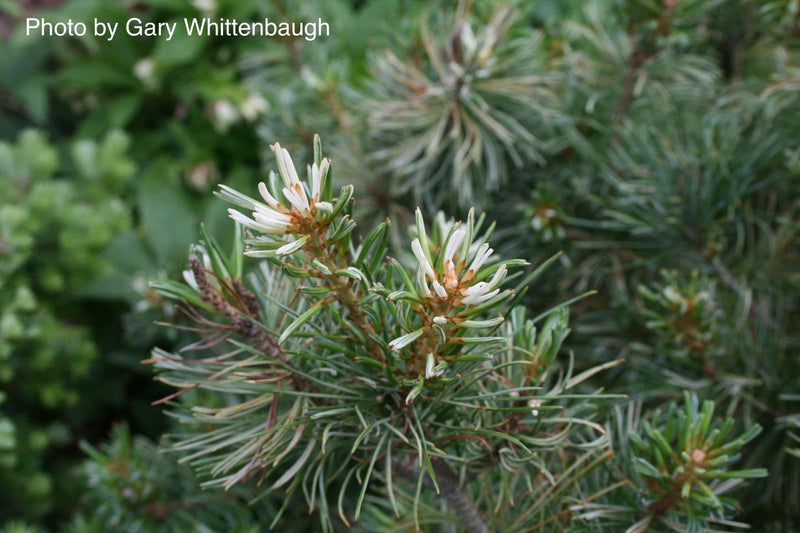 - Pinus parviflora 'Tanima no yuki' Variegated Japanese White Pine - Mr Maple │ Buy Japanese Maple Trees