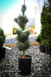 - Pinus parviflora 'Templehof' Japanese White Pine - Mr Maple │ Buy Japanese Maple Trees