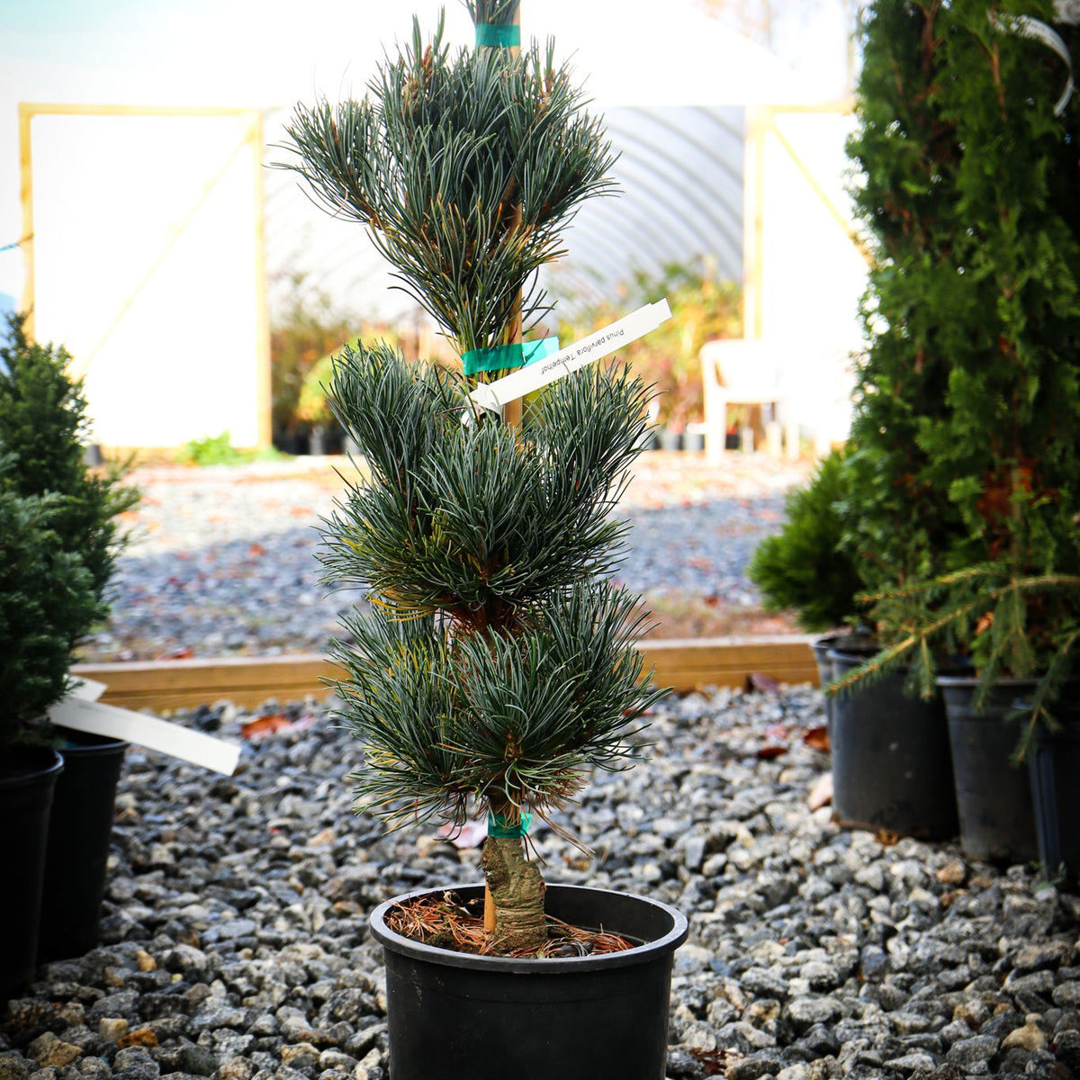 Buy Pinus parviflora 'Templehof' Japanese White Pine — Mr Maple