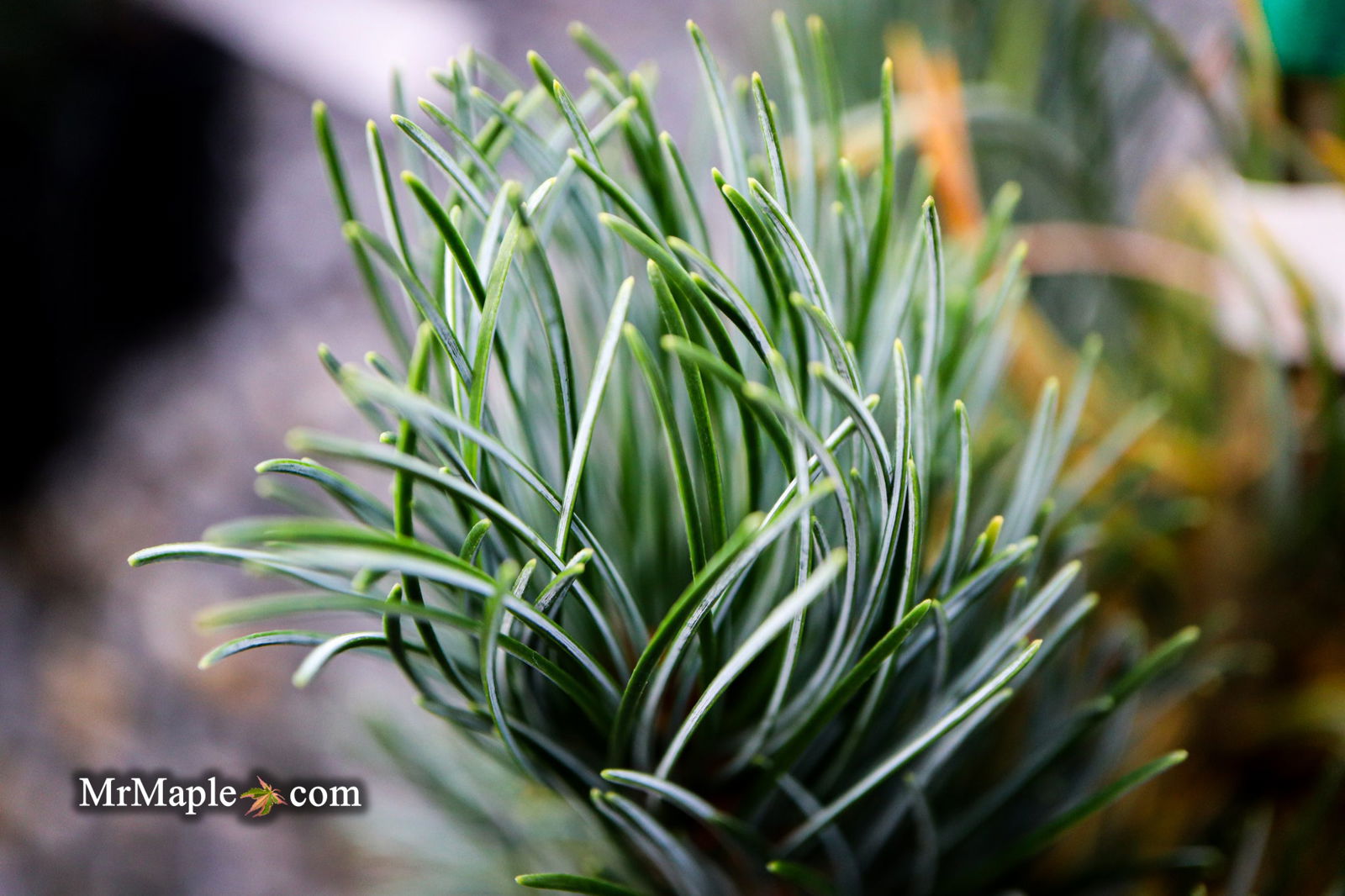 Buy Pinus parviflora 'Templehof' Japanese White Pine — Mr Maple