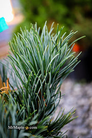 - Pinus parviflora 'Templehof' Japanese White Pine - Mr Maple │ Buy Japanese Maple Trees