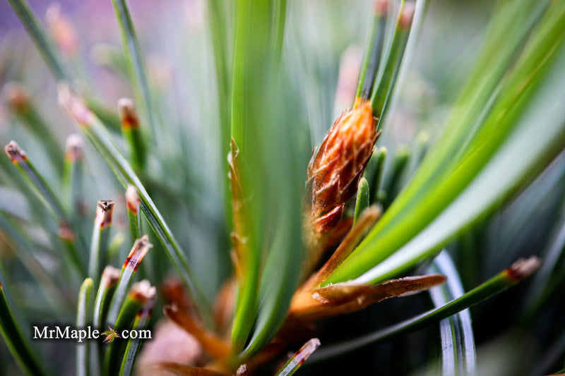 - Pinus parviflora 'Templehof' Japanese White Pine - Mr Maple │ Buy Japanese Maple Trees