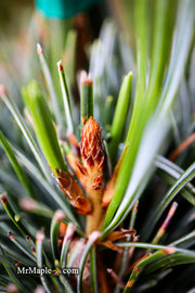 - Pinus parviflora 'Templehof' Japanese White Pine - Mr Maple │ Buy Japanese Maple Trees