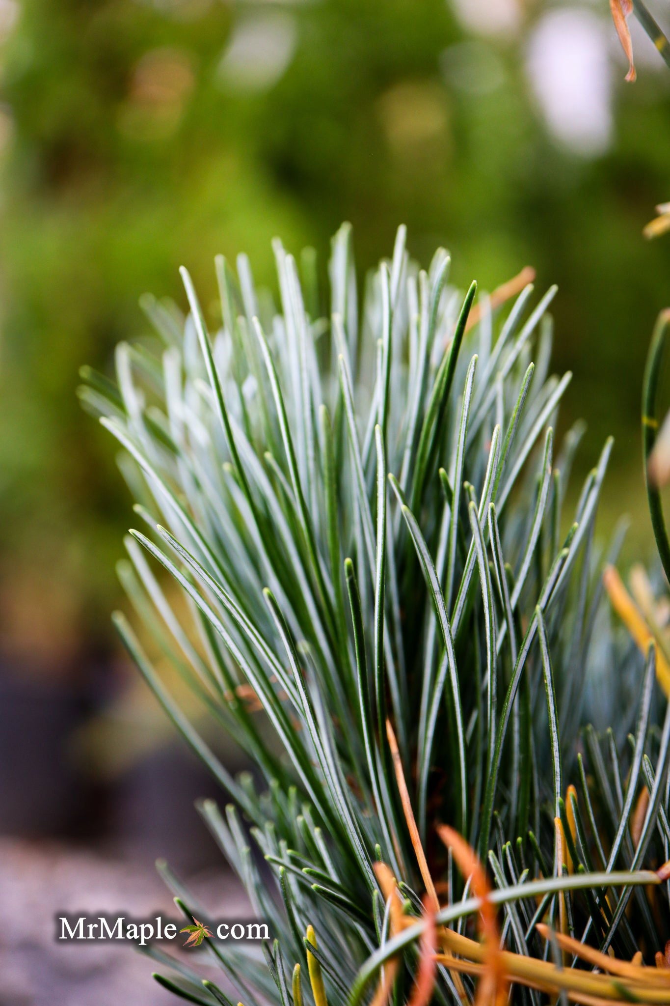 Buy Pinus parviflora 'Templehof' Japanese White Pine — Mr Maple