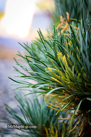- Pinus parviflora 'Templehof' Japanese White Pine - Mr Maple │ Buy Japanese Maple Trees