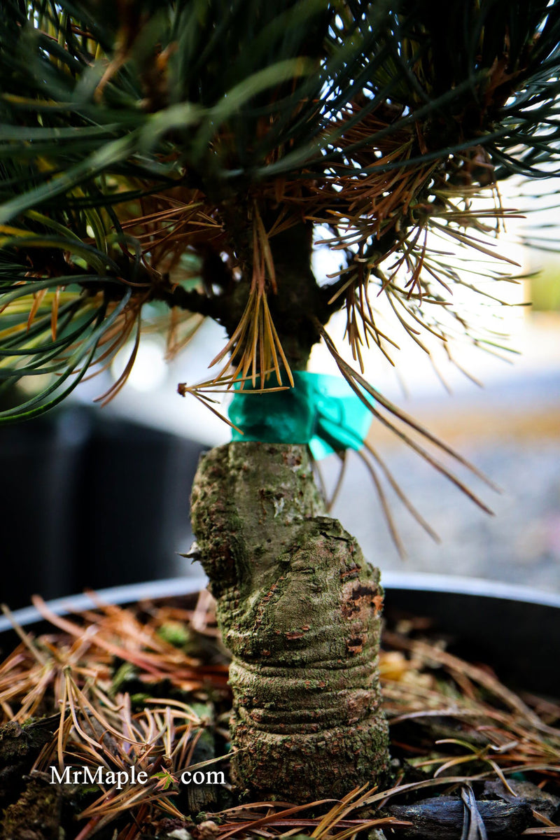 - Pinus parviflora 'Templehof' Japanese White Pine - Mr Maple │ Buy Japanese Maple Trees