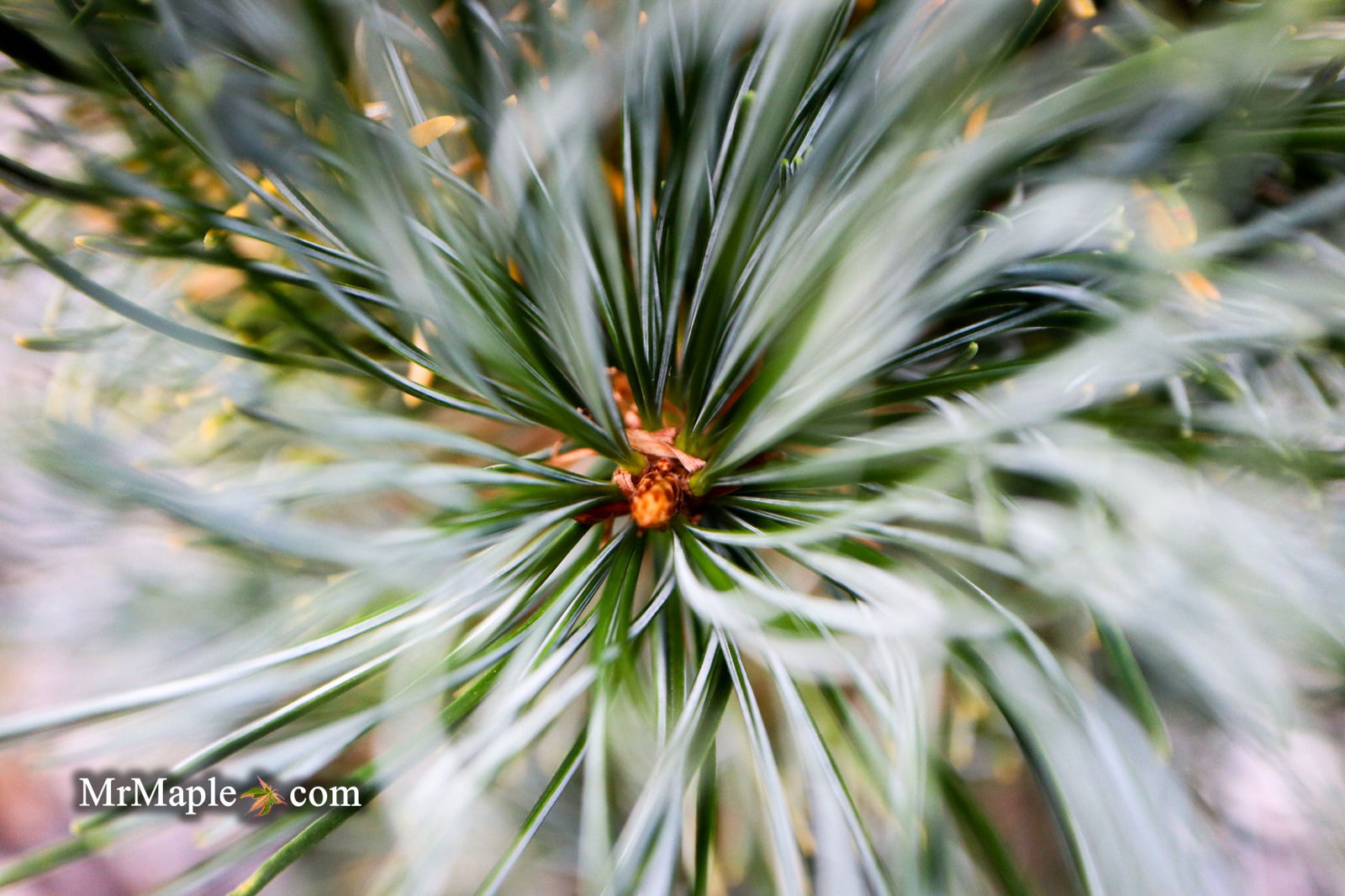 Buy Pinus parviflora 'Templehof' Japanese White Pine — Mr Maple