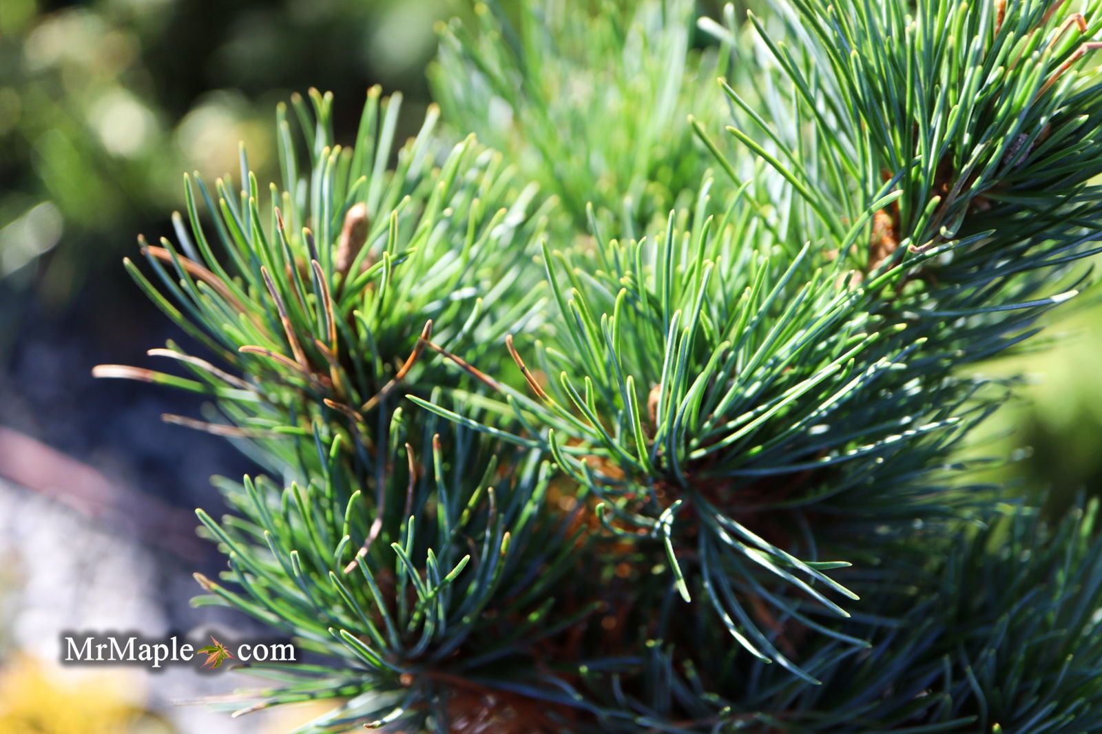 Mr Maple Pinus parviflora Tone Japanese White Pine - Thumbnail 2
