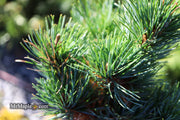 - Pinus parviflora 'Tone' Japanese White Pine - Mr Maple │ Buy Japanese Maple Trees