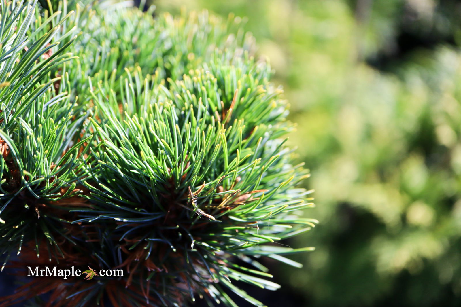 Mr Maple Pinus parviflora Tone Japanese White Pine - Thumbnail 3