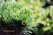 - Pinus parviflora 'Tone' Japanese White Pine - Mr Maple │ Buy Japanese Maple Trees