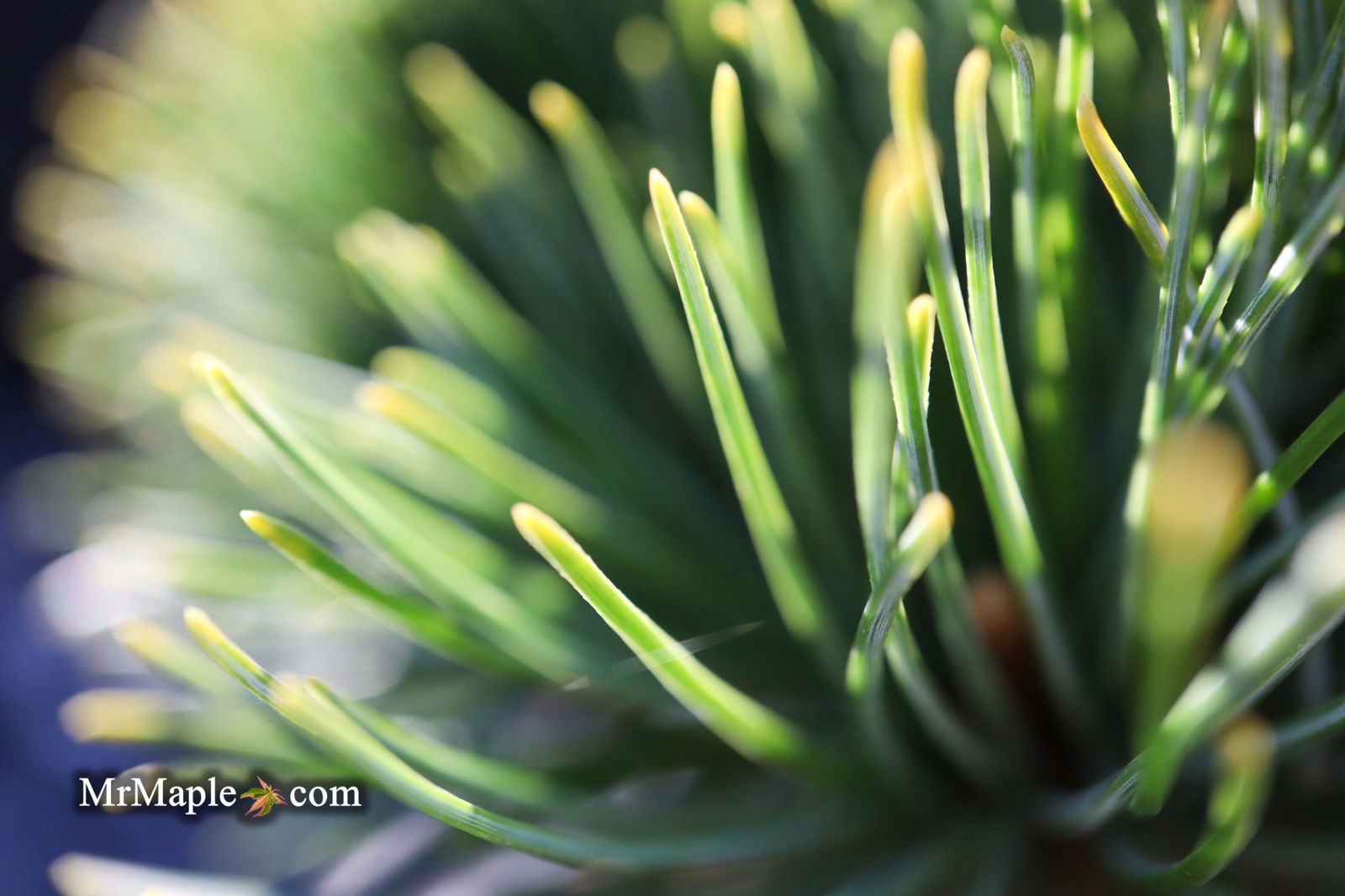 Mr Maple Pinus parviflora Tone Japanese White Pine - Thumbnail 5
