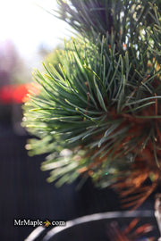 - Pinus parviflora 'Tone' Japanese White Pine - Mr Maple │ Buy Japanese Maple Trees