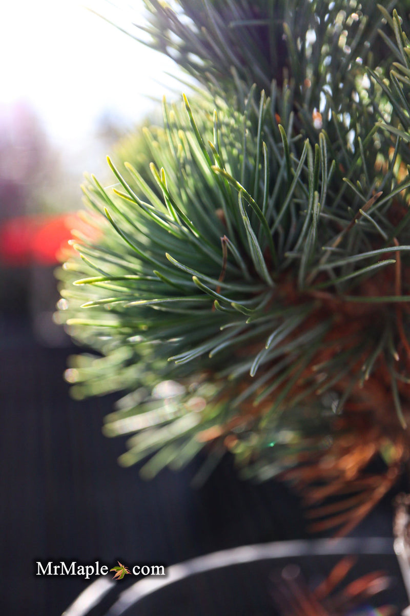 - Pinus parviflora 'Tone' Japanese White Pine - Mr Maple │ Buy Japanese Maple Trees