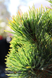 - Pinus parviflora 'Tone' Japanese White Pine - Mr Maple │ Buy Japanese Maple Trees