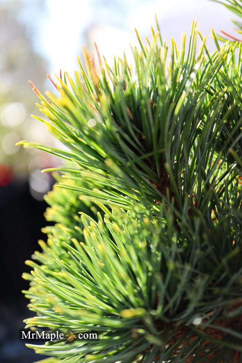 - Pinus parviflora 'Tone' Japanese White Pine - Mr Maple │ Buy Japanese Maple Trees