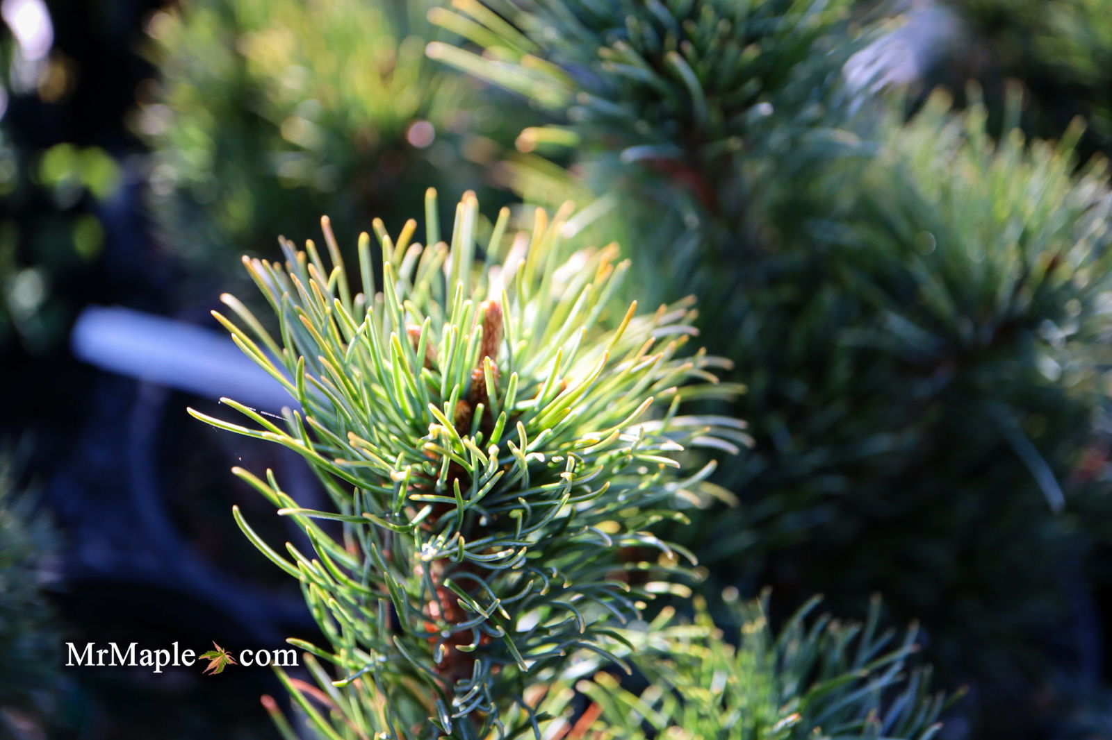 Mr Maple Pinus parviflora Tone Japanese White Pine