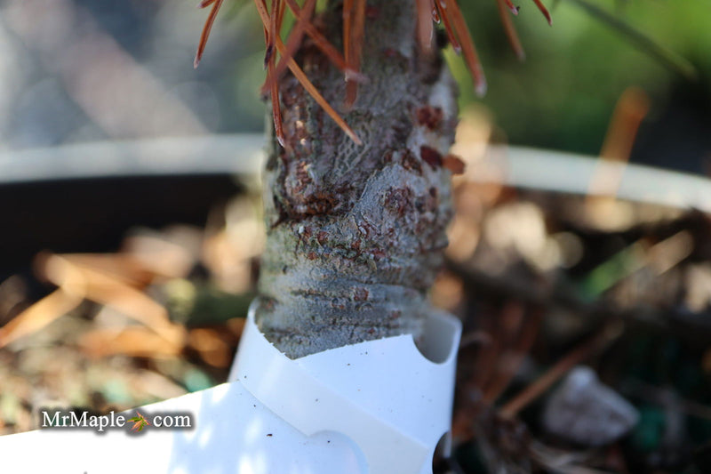 - Pinus parviflora 'Tone' Japanese White Pine - Mr Maple │ Buy Japanese Maple Trees