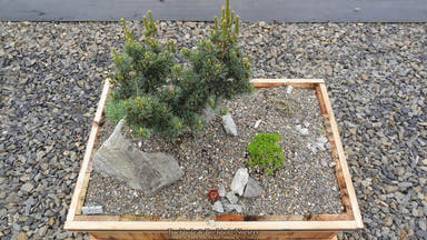- Pinus parviflora 'Zuisho' Japanese White Pine Tree - Mr Maple │ Buy Japanese Maple Trees