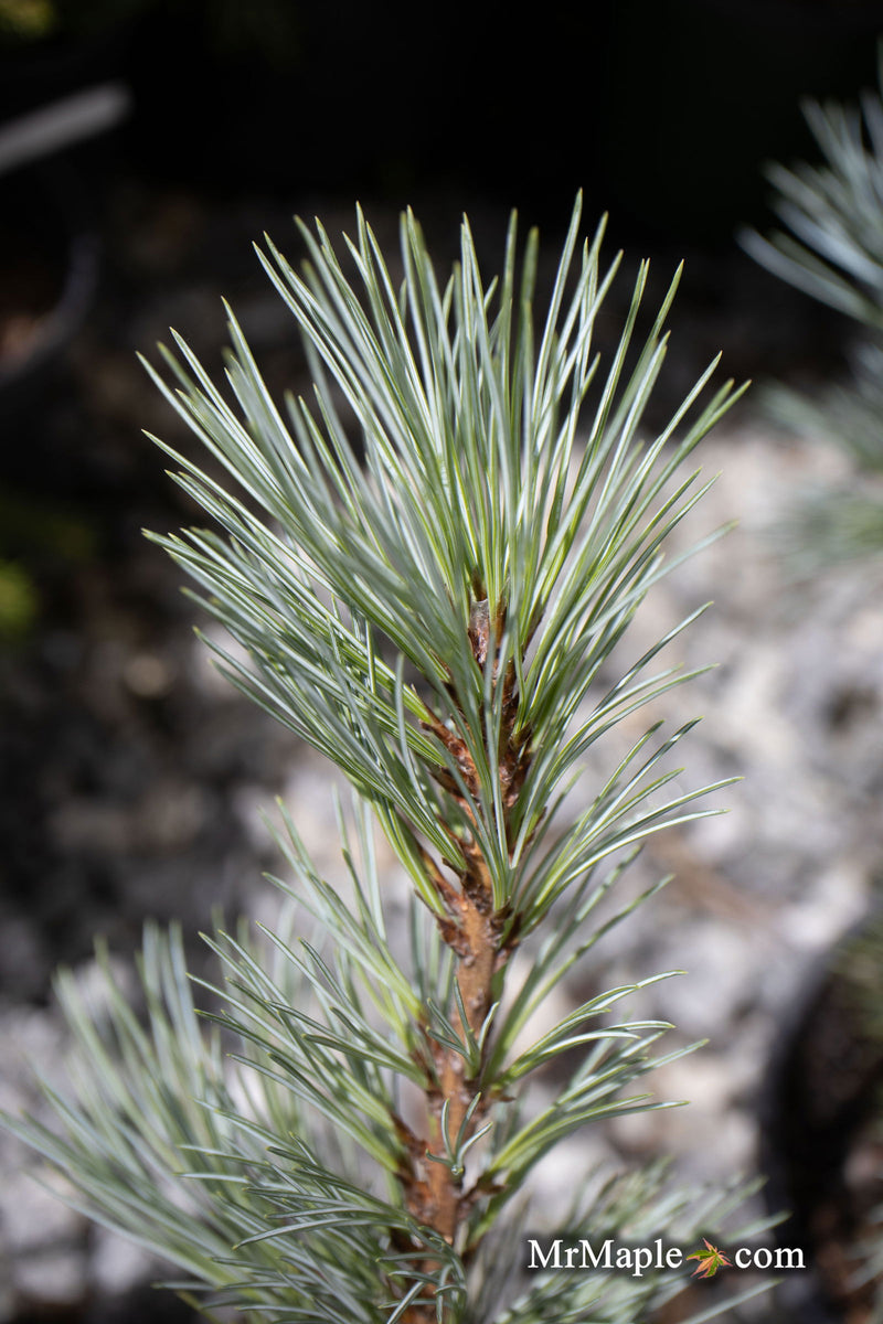 - Pinus peuce 'Pacific Blue' - Mr Maple │ Buy Japanese Maple Trees