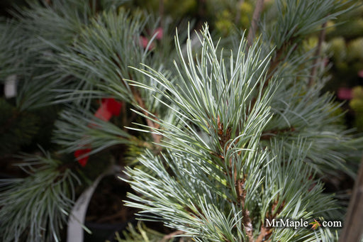 - Pinus peuce 'Pacific Blue' - Mr Maple │ Buy Japanese Maple Trees