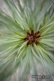 - Pinus peuce 'Pacific Blue' - Mr Maple │ Buy Japanese Maple Trees