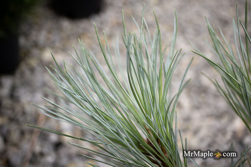 - Pinus peuce 'Pacific Blue' - Mr Maple │ Buy Japanese Maple Trees