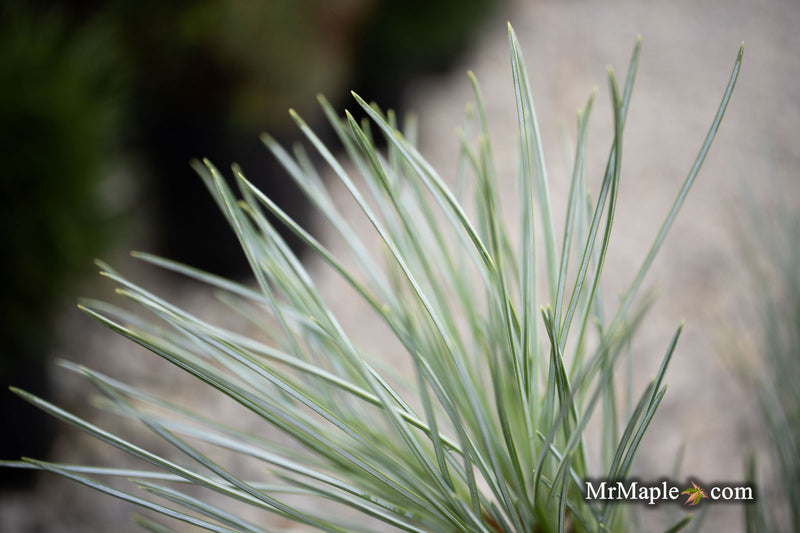 - Pinus peuce 'Pacific Blue' - Mr Maple │ Buy Japanese Maple Trees