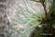 - Pinus peuce 'Pacific Blue' - Mr Maple │ Buy Japanese Maple Trees