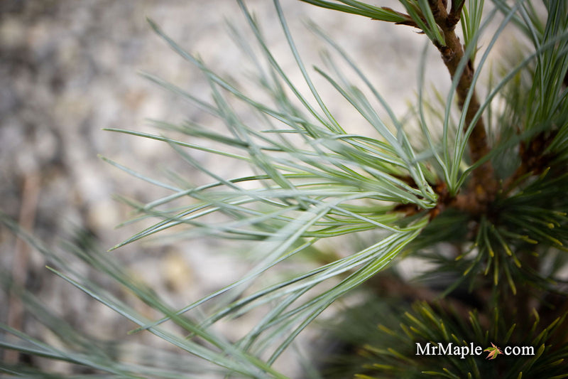 - Pinus peuce 'Pacific Blue' - Mr Maple │ Buy Japanese Maple Trees