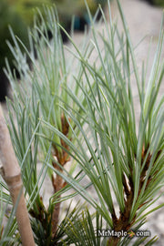 - Pinus peuce 'Pacific Blue' - Mr Maple │ Buy Japanese Maple Trees