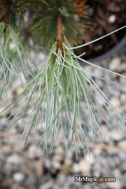- Pinus peuce 'Pacific Blue' - Mr Maple │ Buy Japanese Maple Trees