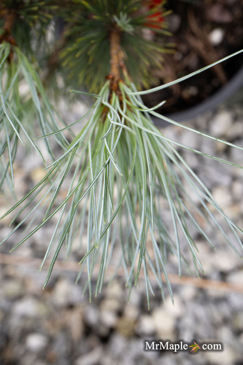 - Pinus peuce 'Pacific Blue' - Mr Maple │ Buy Japanese Maple Trees