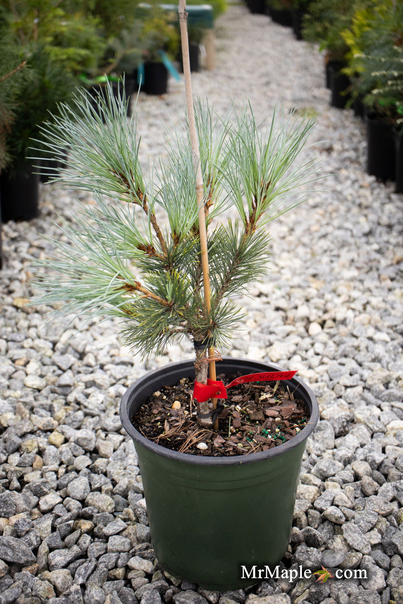 - Pinus peuce 'Pacific Blue' - Mr Maple │ Buy Japanese Maple Trees