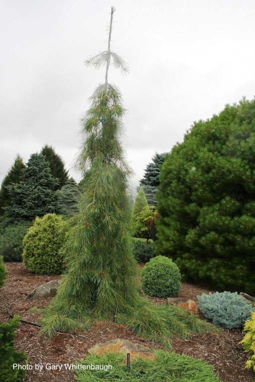 - Pinus strobus 'Angel Falls' Weeping White Pine - Mr Maple │ Buy Japanese Maple Trees